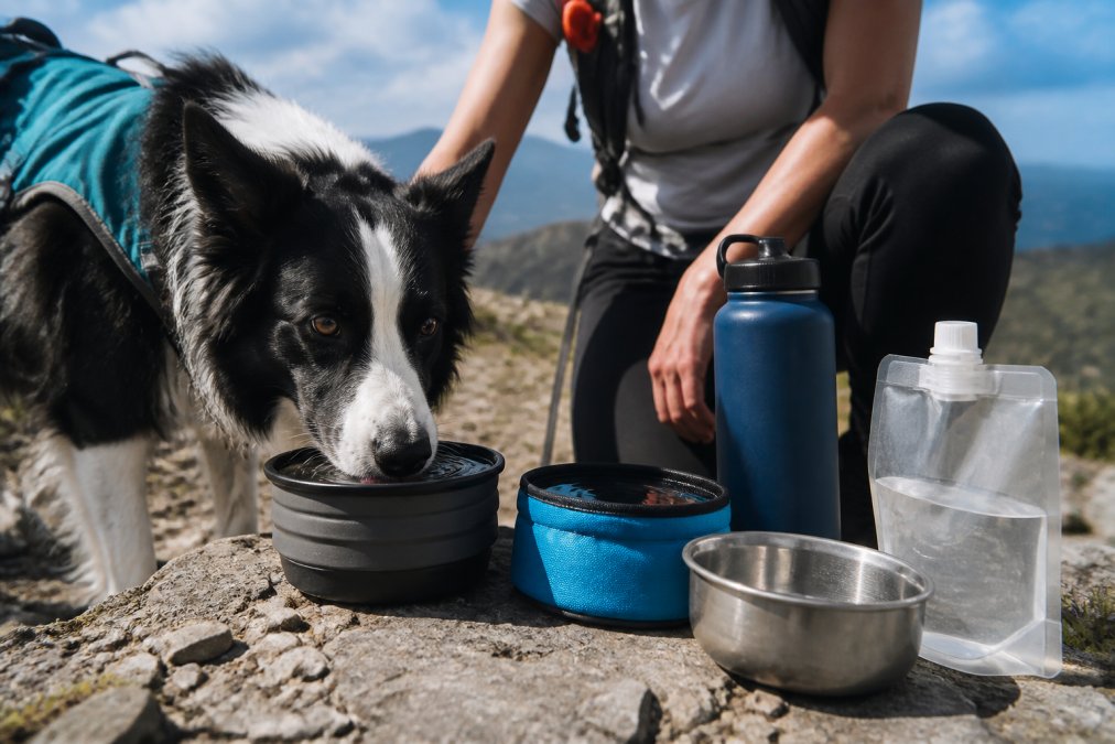 Alternatives to Portable Pet Water Bottles for Hiking