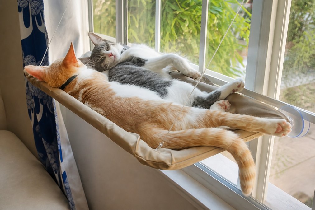 Best Cat Window Hammock for Apartments