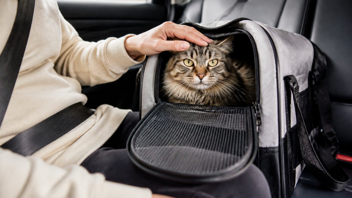 Comfortable Travel for Anxious Cats: A Step-by-Step Guide