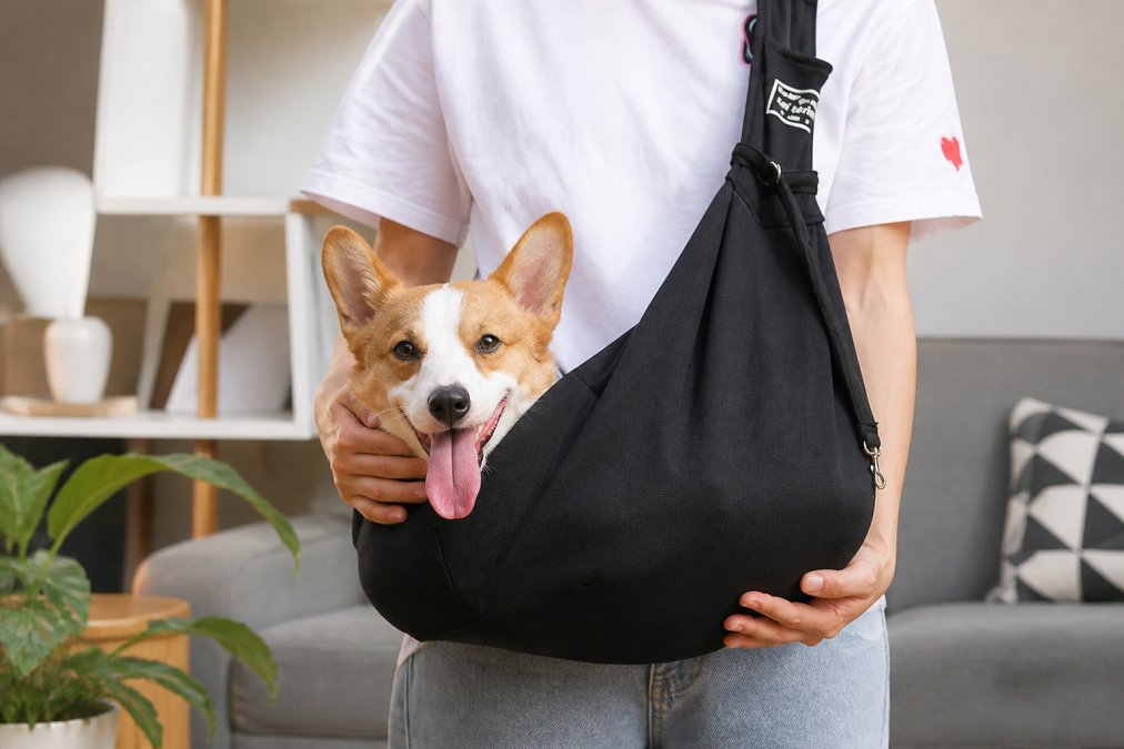 How to Choose a Pet Sling for Small Dogs With Anxiety
