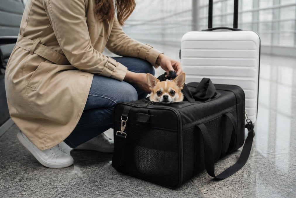 How to Choose Portable Pet Carriers: 2026 Guide