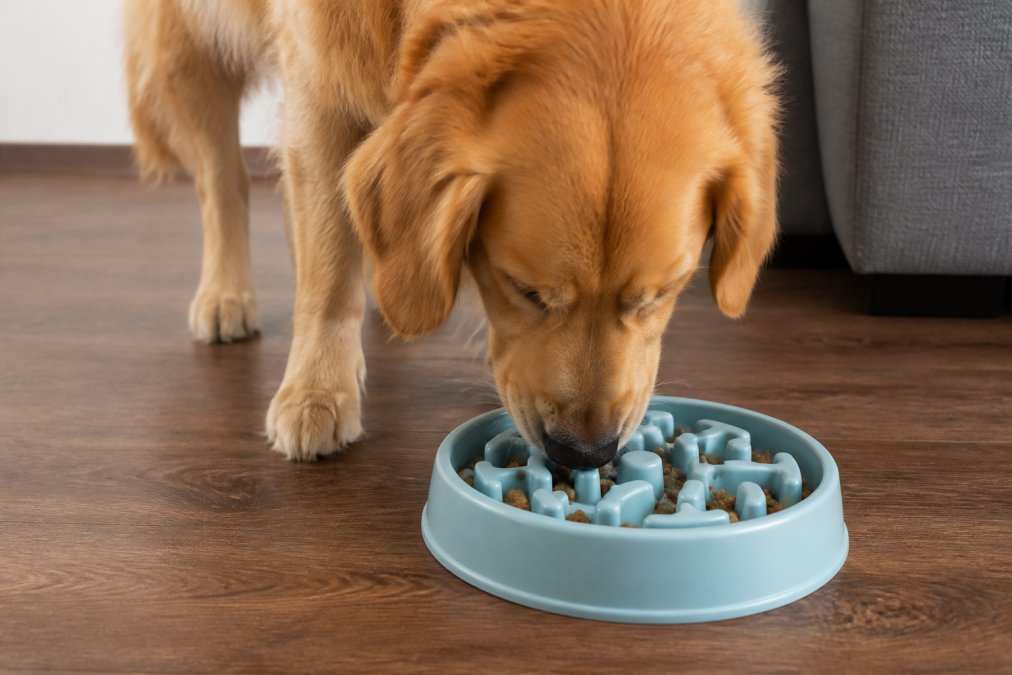 How to Choose Slow Feeder Bowls for Your Dog
