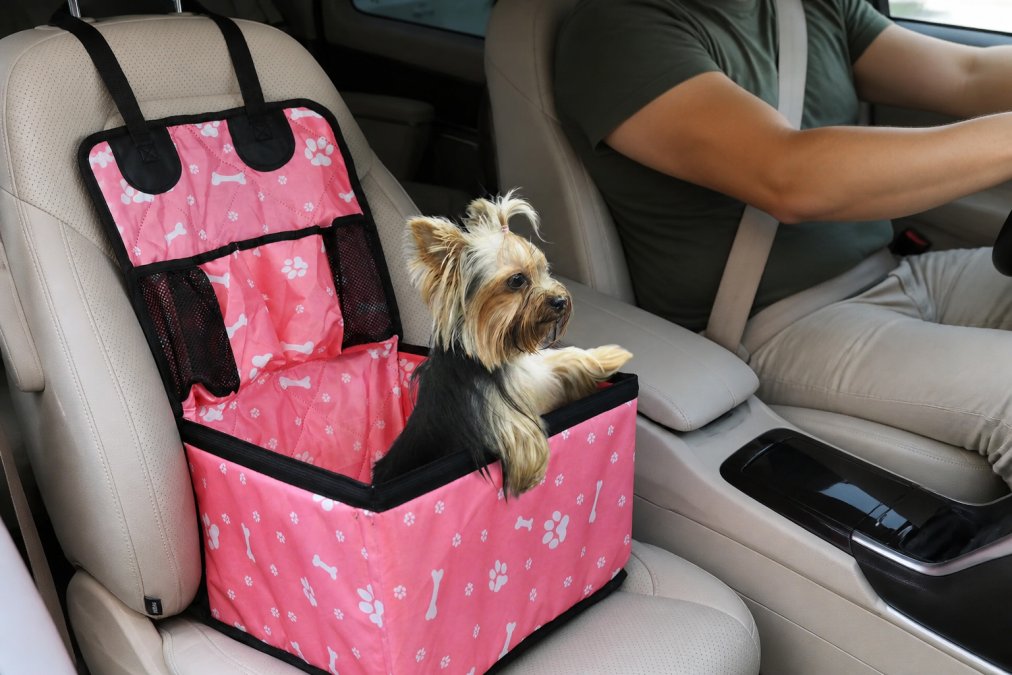 How to Secure Dog in Car for Travel