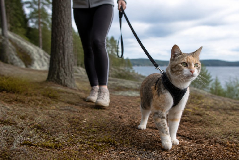 How to Train a Cat for Outdoor Adventures: 2026 Guide