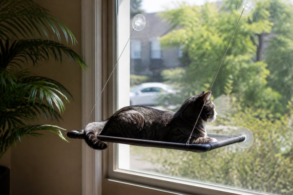 Is a Cat Window Hammock Worth It for Indoor Cats?