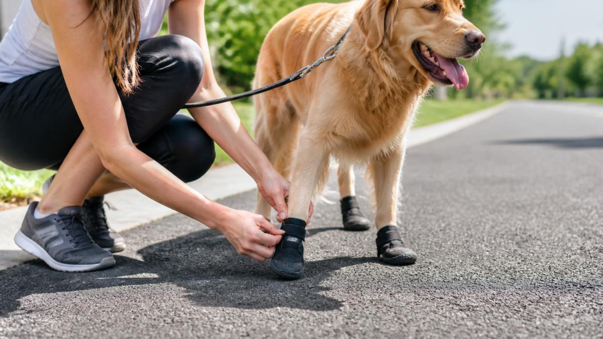 Protect Dog Paws From Hot Pavement: A Step-by-Step Guide