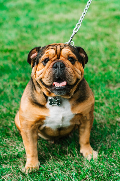 English Bulldog