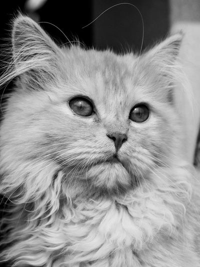 Persian cat