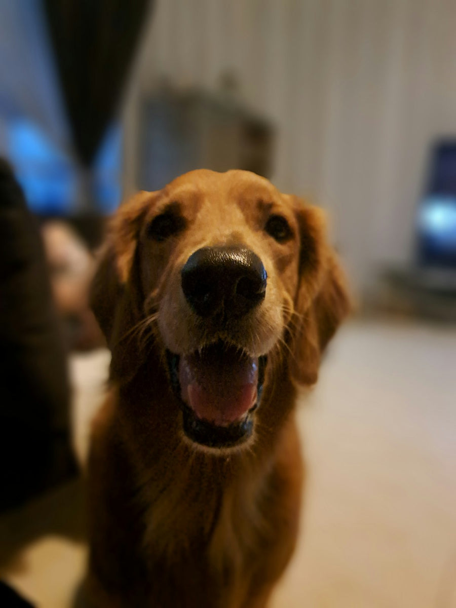 Proud Pet Shop Smart Finder Tag